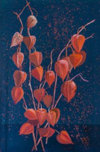 Lampionblume